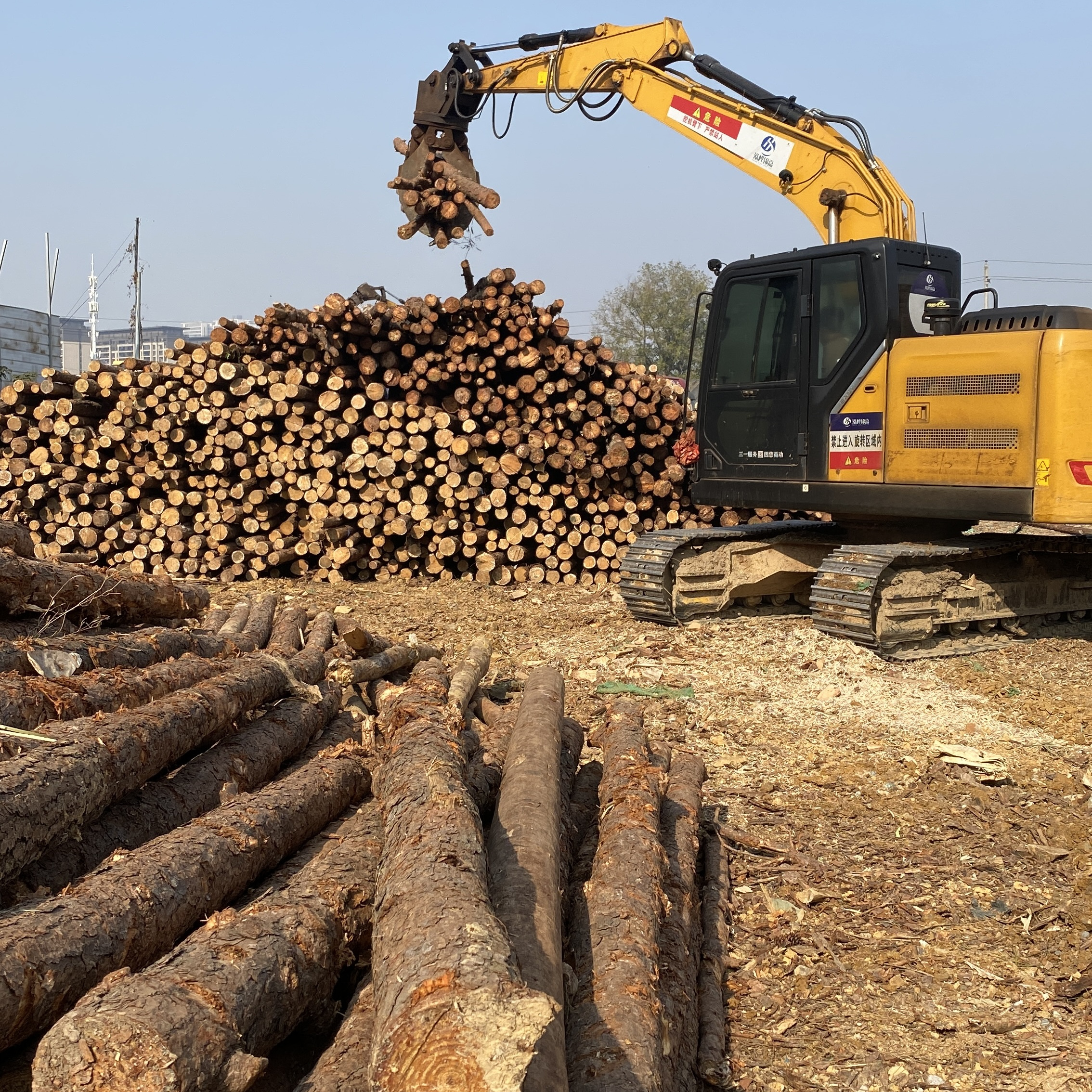 松木樁廠(chǎng)家泓樺錦嘉-濕地松原木的價(jià)格大概是多少？