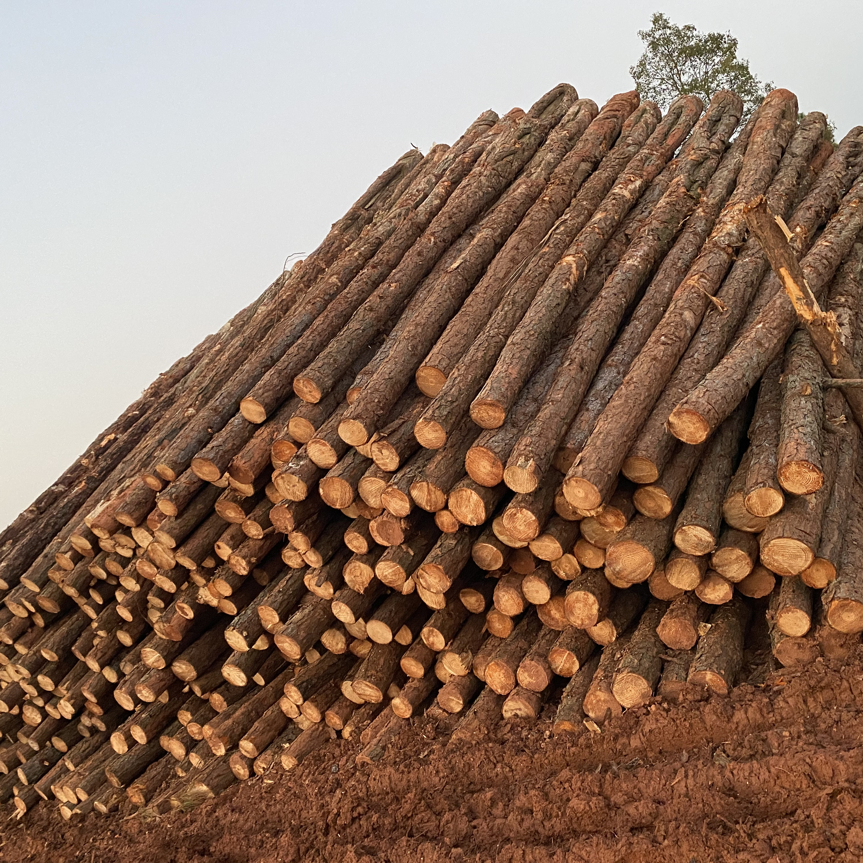 松木樁廠(chǎng)家泓樺錦嘉-松木樁施工后出現松動(dòng)怎么加固？