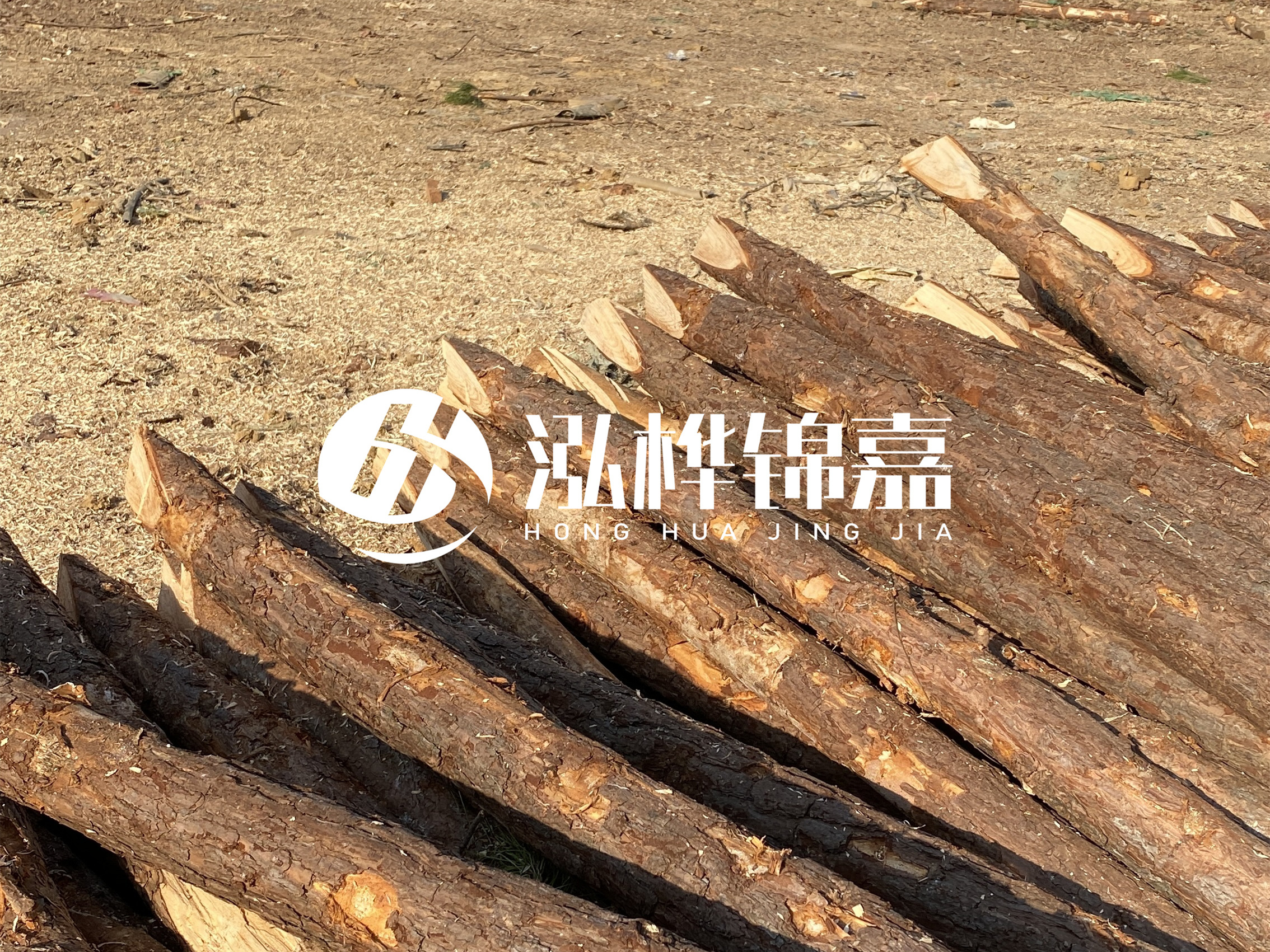 松木樁施工隊泓樺錦嘉 - 落葉松的直徑能達到20cm嗎？